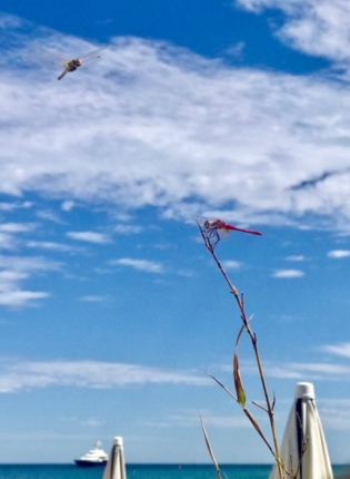 Classy colibri at Plage Maison Bianca Beach Club, Pampelonne, Saint-Tropez, Ramatuelle, France